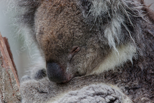 Close up portrait of a cute Koala face showing all the detail in its fur as it sleeps