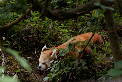 A portrait of a cute Red Panda walks though the undergrowth