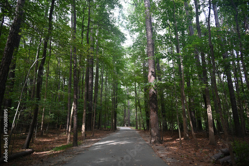 Fototapeta Naklejka Na Ścianę i Meble -  Path leading through tall trees in the woods of a park in Raleigh, North Carolina