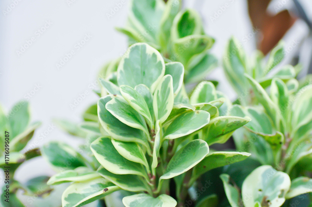 Obraz premium Peperomia obtusifolia, Baby Rubber Plant or Pepper Face or PIPERACEAE