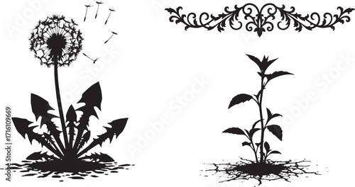 Minimalist black silhouettes depicting the natural cycle of life with a mature dandelion releasing its seeds and a young plant emerging from the soil, representing growth and renewal