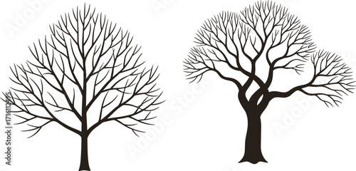 Leafless Tree Silhouette Vector Featuring Symmetrical and Irregular Branch Structures for Nature, Botany, Morphology, Art, and Design Applications