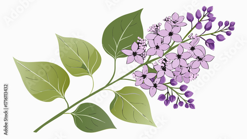 Vector art of a sprig of lilac flowers with green leaves, , ideal for springthemed designs and illustrations