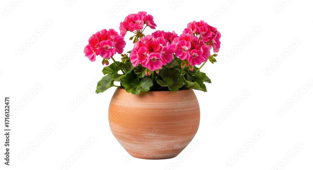 Obraz premium Bright Pink Geranium Flowers in Terracotta Clay Pot Isolated on White Background