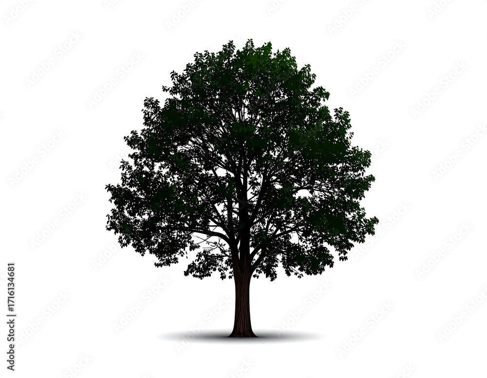 Fototapeta premium Single tree silhouette against white