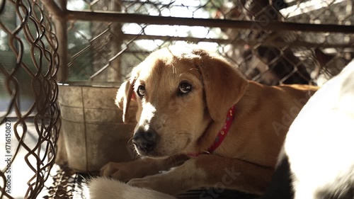 Sad brown dog in a cage at animal shelter, Ideal for concepts of compassion, stray animals, pet adoption campaigns, and humane society awareness