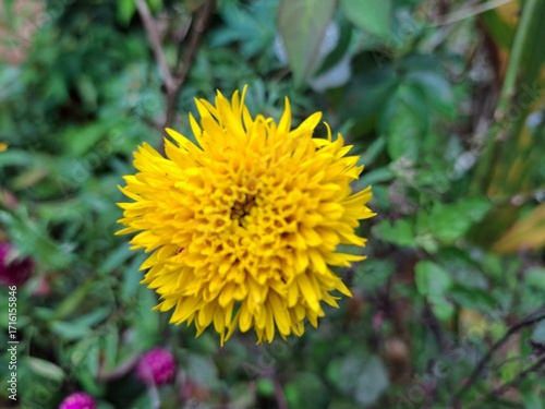 Vivid Yellow Flower in a Lush Green Natural Garden Setting