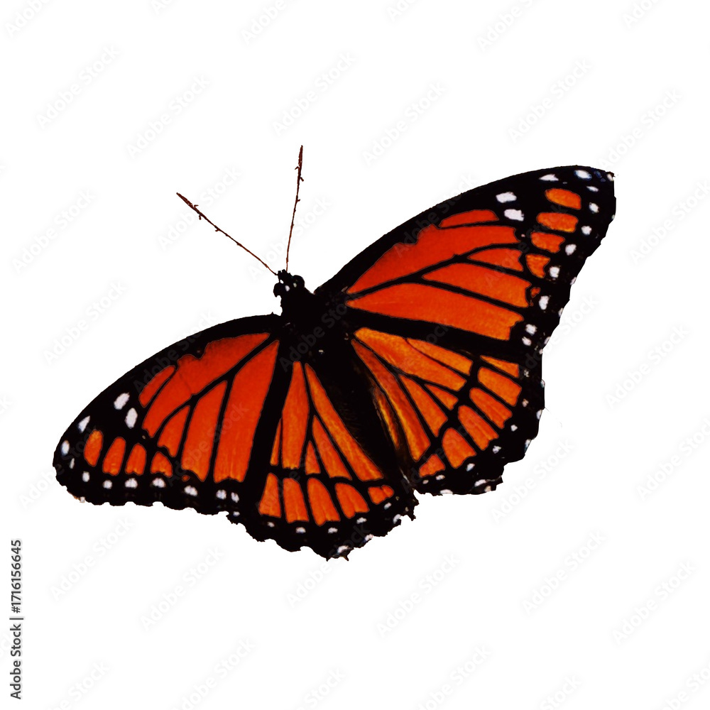 Obraz premium butterfly on white background