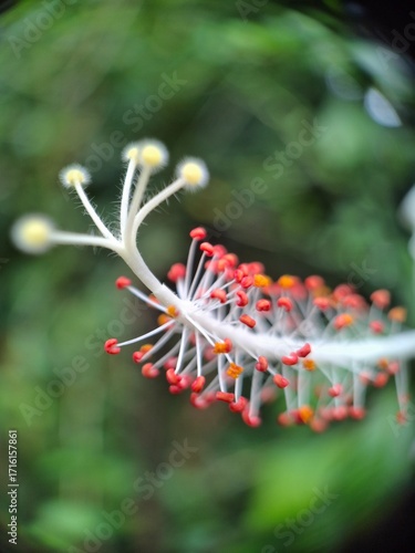 Close-Up of Vibrant Hibiscus Stigma and Anthers on Blurred Green Background