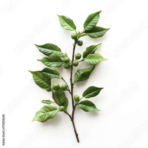 Wallpaper Mural Fresh arabica coffee plant branch featuring unripe green cherries Torontodigital.ca