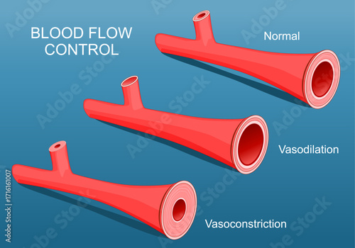 Vasoconstriction and Vasodilation of blood vessel