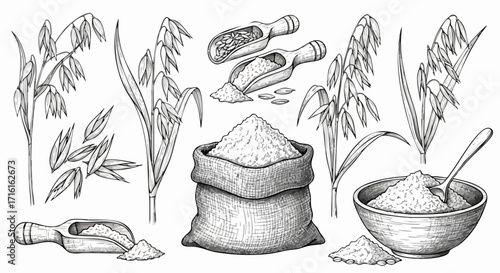 Harvesting wholesome oats fresh from the field ready for your kitchen and healthy meals