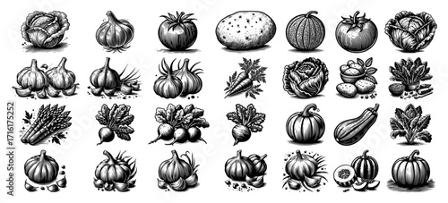 Set of Fresh Organic Vegetables in a Vintage Hand Drawn Style
