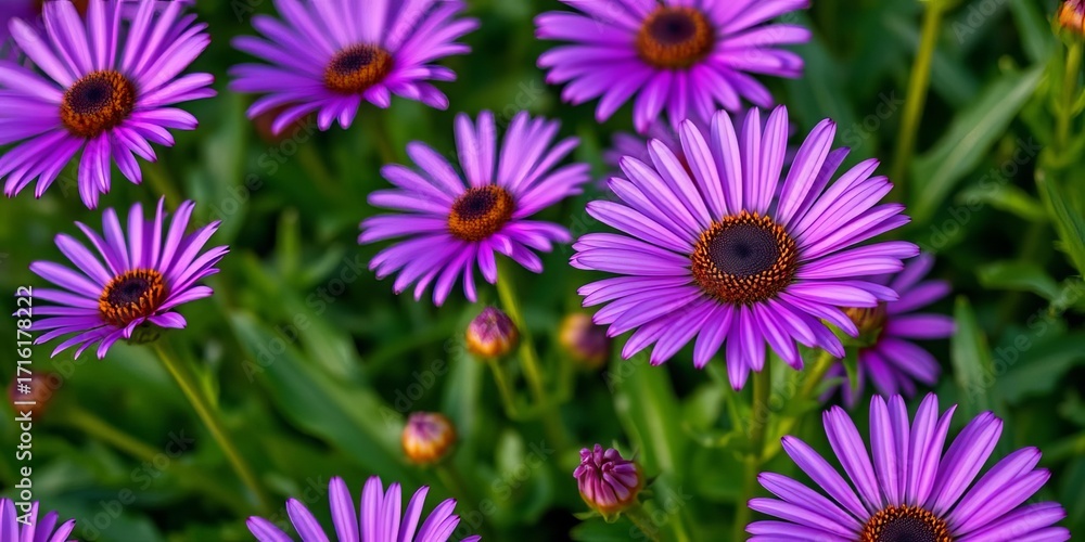 Fototapeta premium Close-up vibrant purple daisies, lush green leaves, botanical, floral