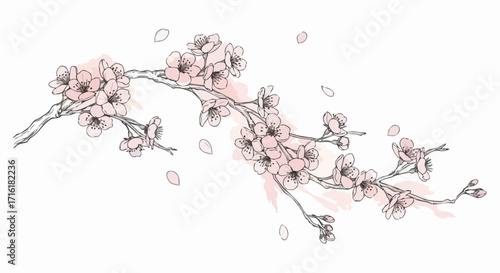 Delicate cherry blossom branch with falling petals evokes spring's gentle beauty and renewal