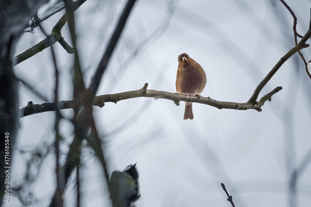 Fototapeta premium Chaffinch (Fringilla coelebs) perched and looking at you on bare tree branch against overcast grey sky.