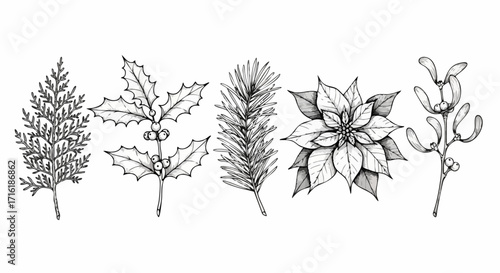 Elegant hand-drawn Christmas botanicals including holly, poinsettia, mistletoe, and evergreen branches
