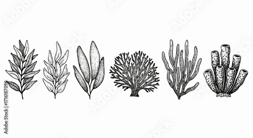 Exquisite collection of detailed marine flora and fauna illustrations, perfect for educational and decorative use