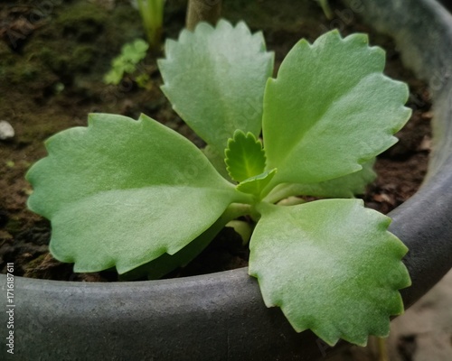 Healthy Green Succulent Plant With Large Scalloped Leaves In Pot For Home Decor