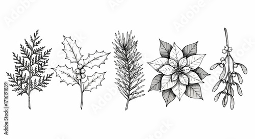 Vintage Christmas botanical illustrations featuring holly, pine, poinsettia, and mistletoe