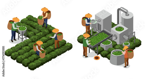 Sustainable tea farming and processing: people harvesting and manufacturing tea leaves in isometric style