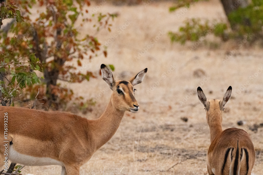 Obraz premium メスのインパラ