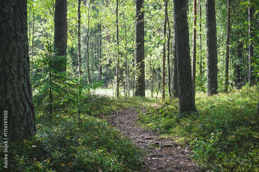 Obraz premium footpath in the woods