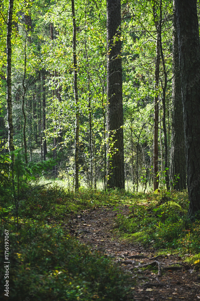 Fototapeta premium footpath in the woods