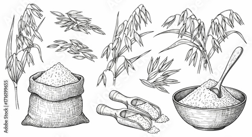 Detailed illustration of oats, including grains, stalks, and bowls filled with flour.