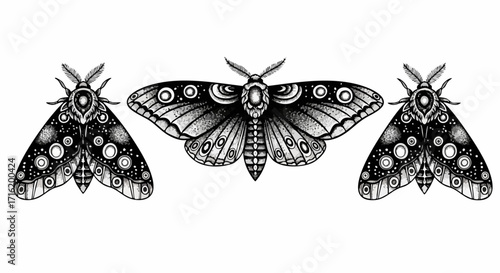 Three intricately detailed moths, rendered in black and white, with symmetrical wing patterns, displayed against a stark white background.