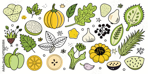 Artistic assortment of fresh fruits vegetables and herbs botanical sketch collection