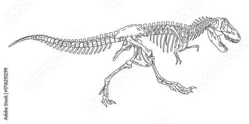 Vector of skeleton of a Tyrannosaurus,out line hand drawing tyrannosaurus rex dinosaur skeleton,  Simple flat vector illustration