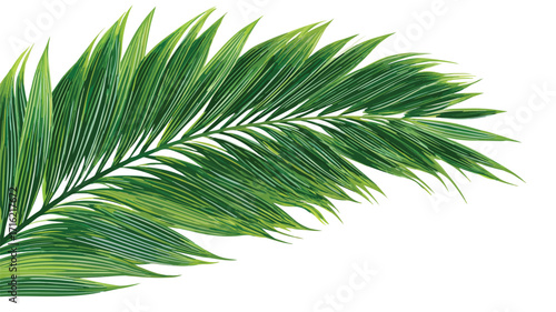 Exotic Lush Green Coconut Palm Leaf Vector Illustration