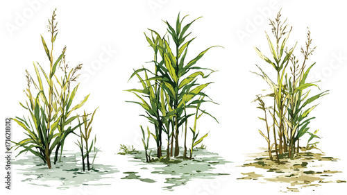 Marsh Vegetation Set Isolated Vector Style for Eco-Friendly Designs