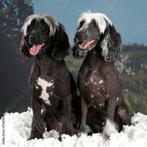 Two dogs, black and white, fluffy fur