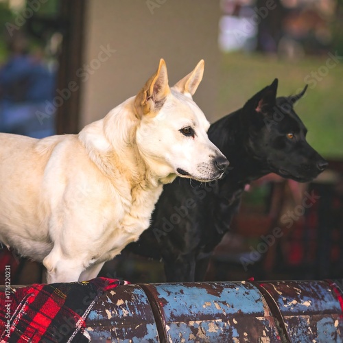 Two dogs on a rustic bench