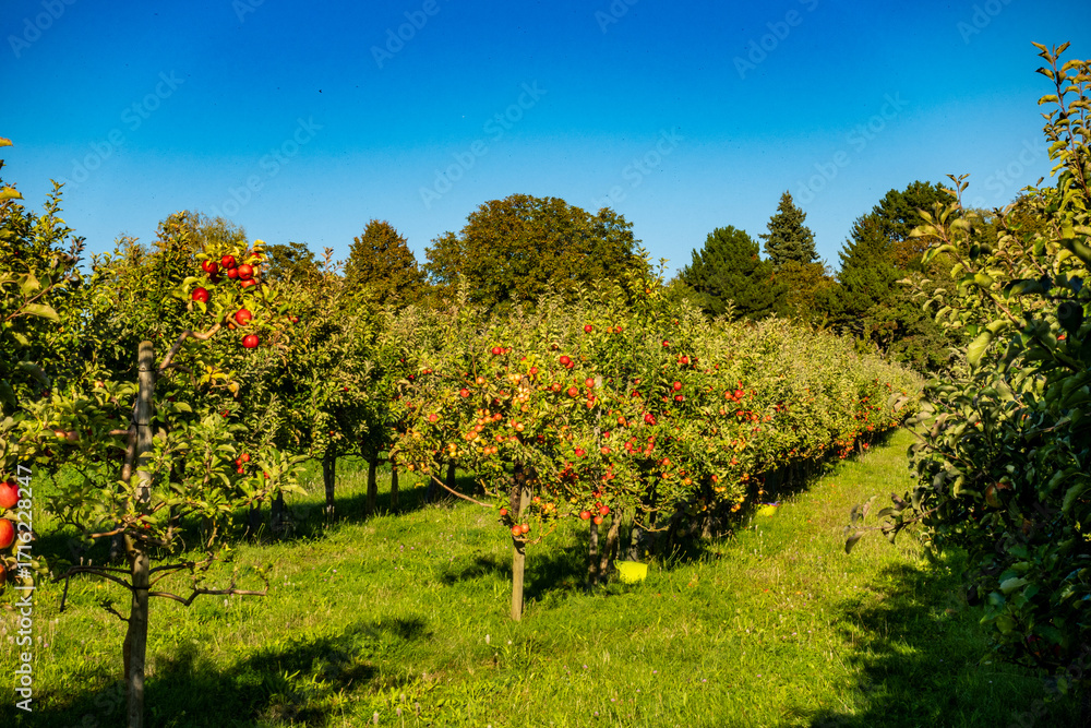 Fototapeta premium Reife Äpfel am Apfelbaum