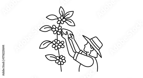 Farmer carefully picking ripe coffee beans from plant, capturing harvest bounty