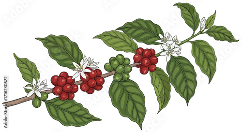 Vibrant coffee branch showcases ripe red berries, green cherries, and delicate white blossoms blooming beautifully.