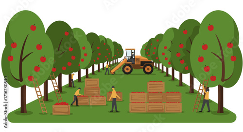 Fruit harvest in orchard with workers and tractor amidst rows of apple trees