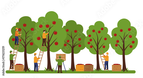 Farmers harvesting apples in an orchard with trees and ladders in a flat design