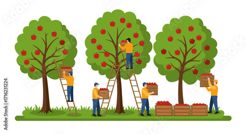 Farmers harvesting apples from trees: teamwork in action in orchard scene