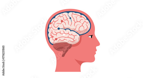 Detailed human brain cutaway in profile with neuron pathways highlighted