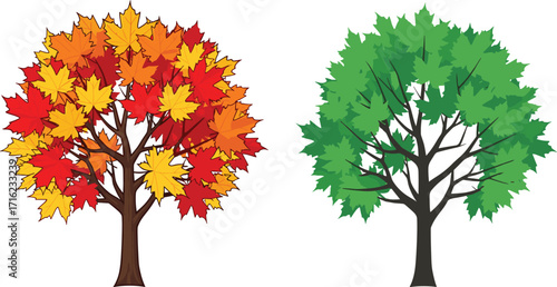 Autumn colorful maple tree illustration with yellow red leaves, summer green foliage tree artwork, seasonal forest background, outdoor nature design, landscape