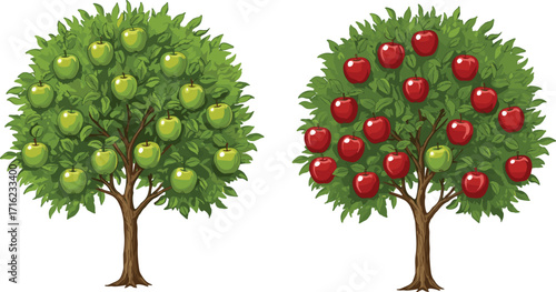 Apple tree illustration with green apples and red apples, fruit tree drawing, healthy organic harvest, farm orchard design, natural garden artwork