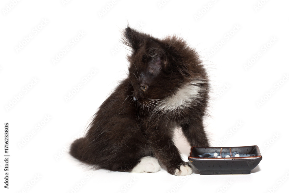 Obraz premium Small black kitten near a bowl of milk.
