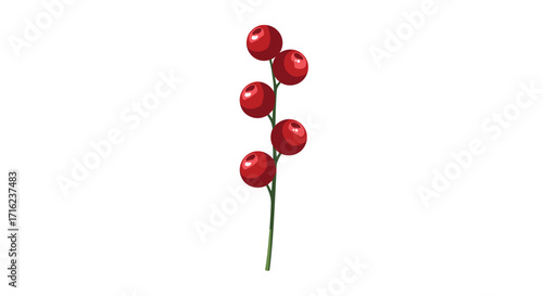 A single stem with several bright red berries on a white background.
