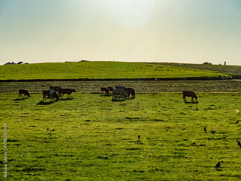 Obraz premium Kühe grasen auf der Weide