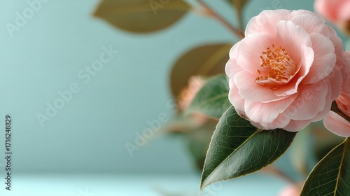 Soft Pink Camellia Flower with Green Leaves on Pastel Background
