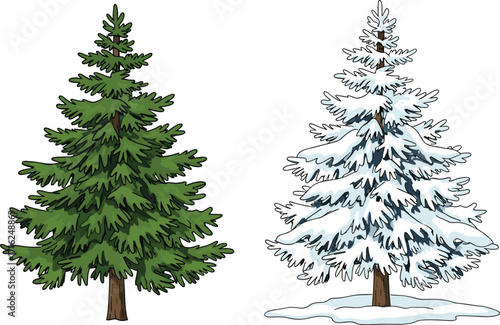 Evergreen pine tree illustration with green branches and snowy winter version, seasonal forest artwork, Christmas holiday background, nature design, outdoor landscape